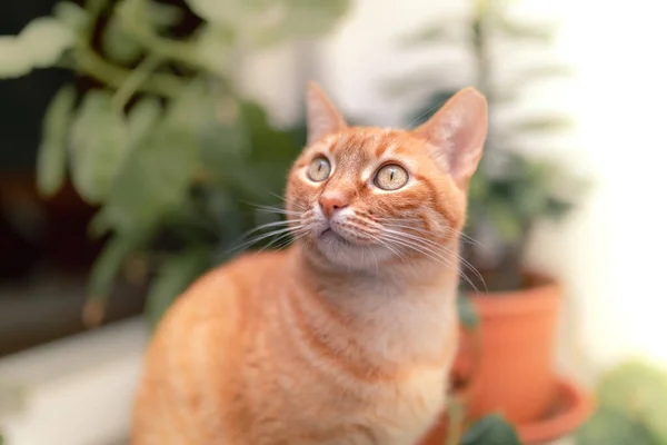 背景に植物がぼやけている緑目のタビー猫のクローズアップ — ストック写真