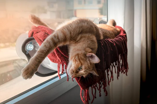 Tekir kedi pencereye sıkışmış bir hamakta yatıyor, geriniyor ve arkasına bakıyor.