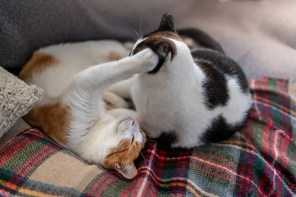 black and white cat plays with white and brown cat on a colorful blanket 2