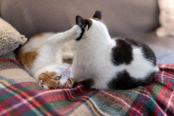 black and white cat plays with white and brown cat on a colorful blanket