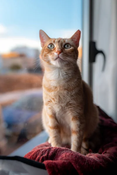 Brown Tabby Cat Green Eyes Sitting Hammock Window Looks — Stock Photo, Image