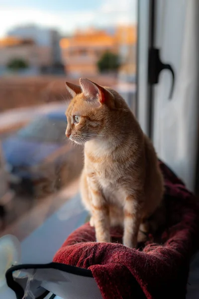Pionowe Zdjęcie Brązowy Kot Zielonymi Oczami Siedzi Hamaku Przy Oknie — Zdjęcie stockowe