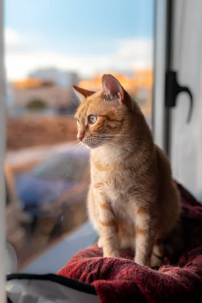 縦の写真 緑色の目をした茶色いタビー猫が窓のそばにハンモックに座って外を見る — ストック写真