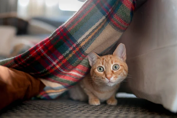 green eyed tabby cat hiding under a colorful blanket, looks outside