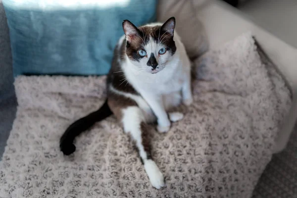 Preto Branco Gato Com Olhos Azuis Sentado Cobertor Uma Postura — Fotografia de Stock