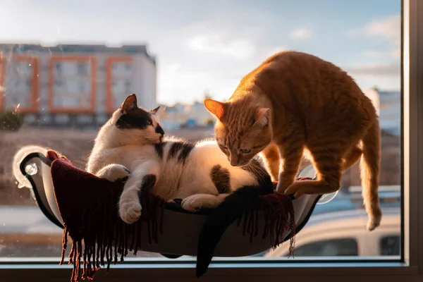 Small Tabby Cat Prepares Jump Hammock Stuck Window Fat Cat — Stock Photo, Image