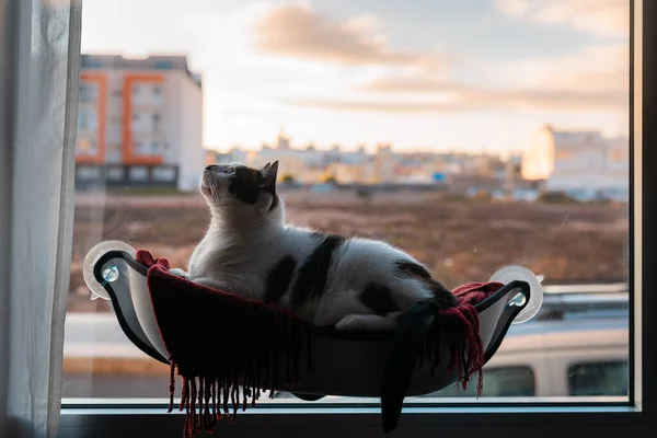 Schwarz Weiße Katze Liegt Einer Hängematte Fenster Atmet Durch Und — Stockfoto