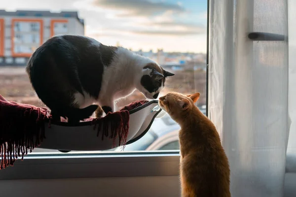 brown tabby cat and black and white cat sitting on a hammock by the window, they smell each other