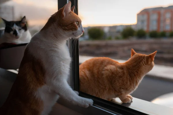 Blanco Marrón Gato Marrón Gato Tabby Reloj Fuera Ventana Atardecer — Foto de Stock