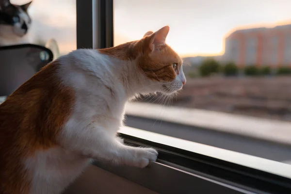 Vit Och Brun Katt Med Gula Ögon Tittar Genom Fönstret — Stockfoto