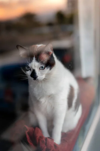 Κάθετη Φωτογραφία Γαλανομάτα Ασπρόμαυρη Γάτα Που Γέρνει Έξω Από Παράθυρο — Φωτογραφία Αρχείου