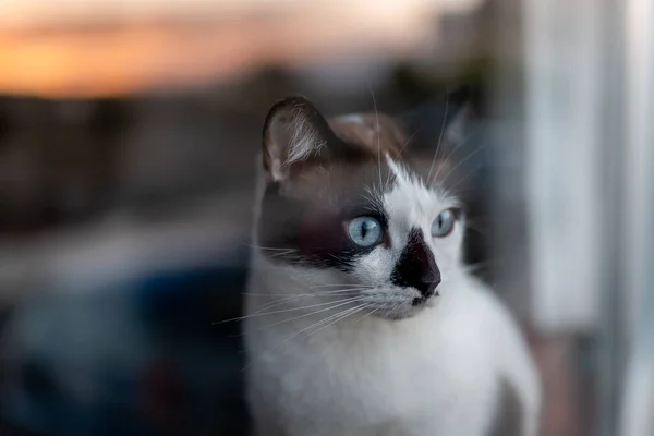 Yeux Bleus Chat Noir Blanc Penché Par Fenêtre Coucher Soleil — Photo