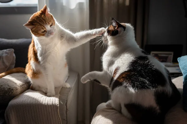 Gato Blanco Marrón Con Ojos Amarillos Sentado Reposabrazos Del Sofá — Foto de Stock