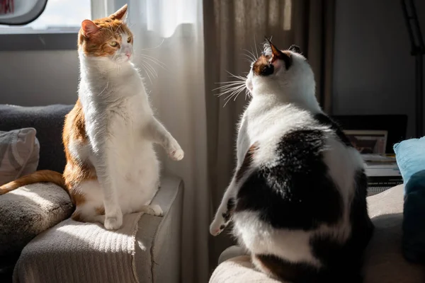 Zwei Hauskatzen Sitzen Auf Ihren Hinterbeinen Auf Einem Sofa Zum — Stockfoto