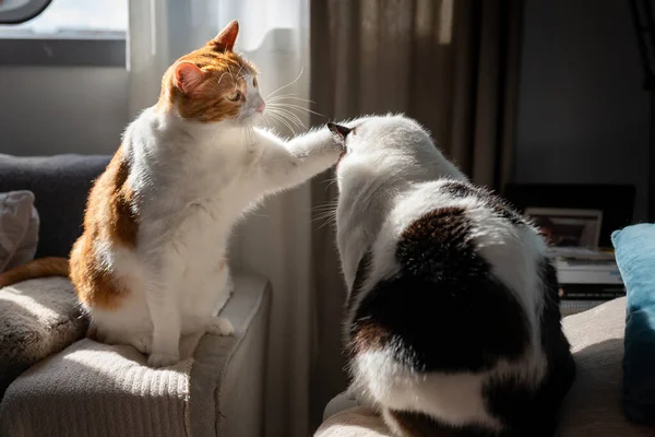 Gato Blanco Marrón Con Ojos Amarillos Gato Gordo Negro Blanco — Foto de Stock