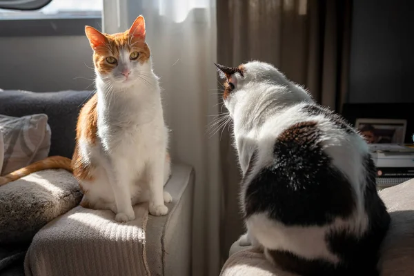 Witte Bruine Kat Met Gele Ogen Zittend Armleuning Van Bank — Stockfoto