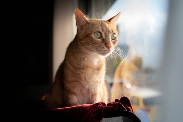 Brown Tabby Cat Green Eyes Sitting Hammock Window Looks — Stock Photo, Image