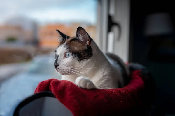 閉めろ 窓のそばのハンモックに横たわる黒い猫と白い猫は外を見る — ストック写真