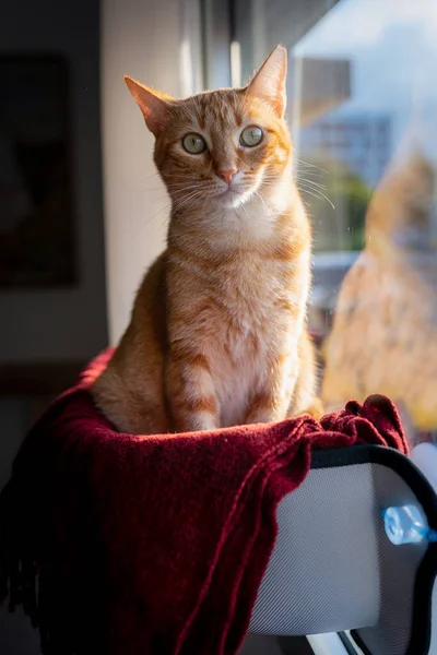 縦の写真 窓のそばにハンモックの上に緑の目をした茶色のタビー猫がカメラを見て — ストック写真
