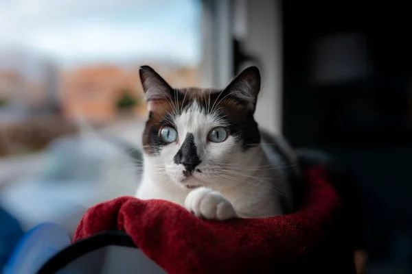 閉めろ 青い目の黒と白の猫と窓のそばにハンモックに横たわっている鼻を発見 カメラを見て2 — ストック写真
