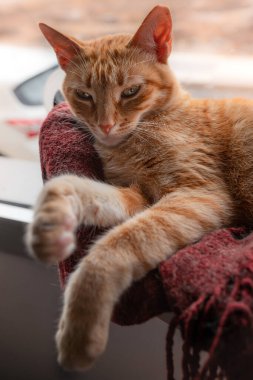 Kapatın. Dikey fotoğraf. Kahverengi tekir kedi uyanır pencerenin kenarında bir battaniyenin üzerinde