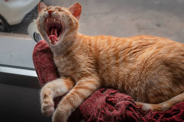 Chat Brun Tabby Couché Sur Une Couverture Rouge Près Fenêtre — Photo