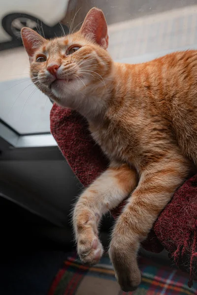 縦の写真 閉めろ ウィンドウに横たわっている茶色いタビー猫は あくびを始めます — ストック写真