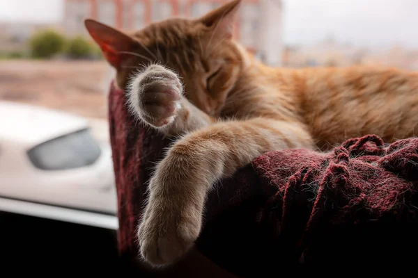 Chat Brun Tabby Dort Sur Une Couverture Rouge Près Fenêtre — Photo