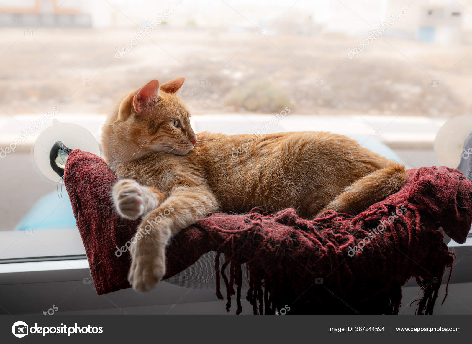 Brown Tabby Cat Lying Red Blanket Window Looks Back — Stock Photo