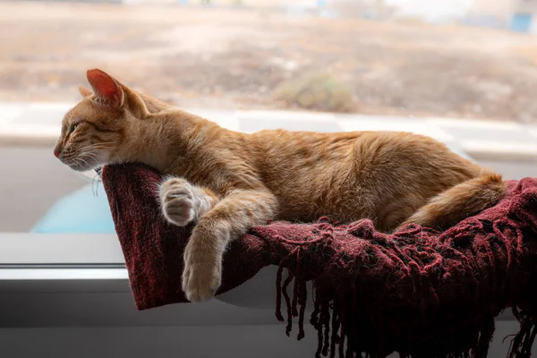 Brown Tabby Cat Lying Red Blanket Window Looks Out — Stock Photo, Image