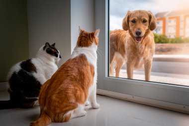 Kahverengi Labrador Retriever kapının önünde durur ve kapının arkasındaki kahverengi kediye bakar..