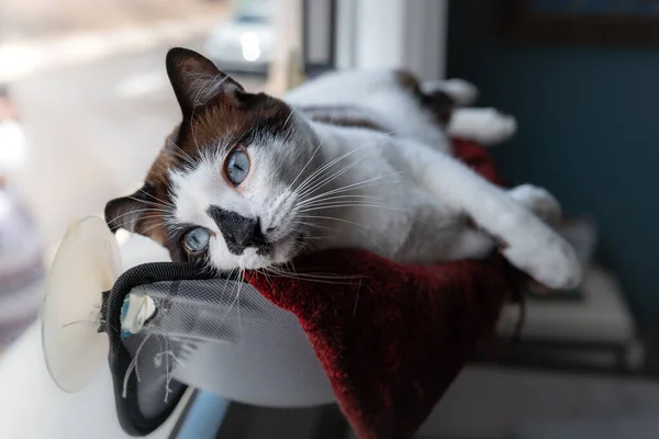 Primer Plano Gato Blanco Negro Con Ojos Azules Acostado Una — Stock Photo, Image