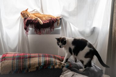 Kahverengi kedi pencerenin yanındaki hamakta uyuyor. Hamağın altında, şişman bir kedi uyumak için en iyi yeri arar.