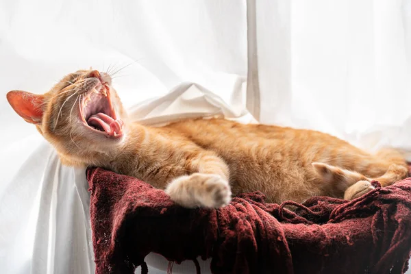Кошка Лежала Красном Одеяле Зевала Пробуждении — стоковое фото