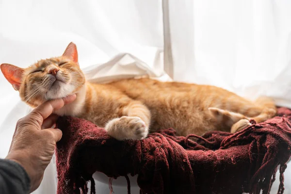 Человеческий Палец Гладит Шею Коричневой Кошки Тэбби Лежащей Красном Одеяле — стоковое фото