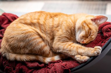 Kapat. Kahverengi tekir kedi 2 numaralı kırmızı battaniyede uyur.