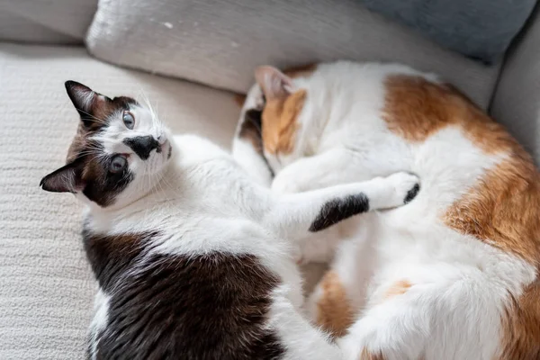 Két Házimacska Együtt Alszik Egy Kanapén Fekete Fehér Macska Felébred — Stock Fotó