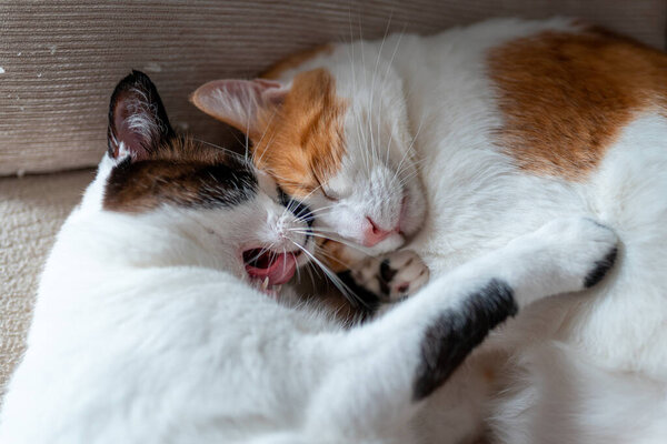 Close up . Two domestic cats sleep together 2