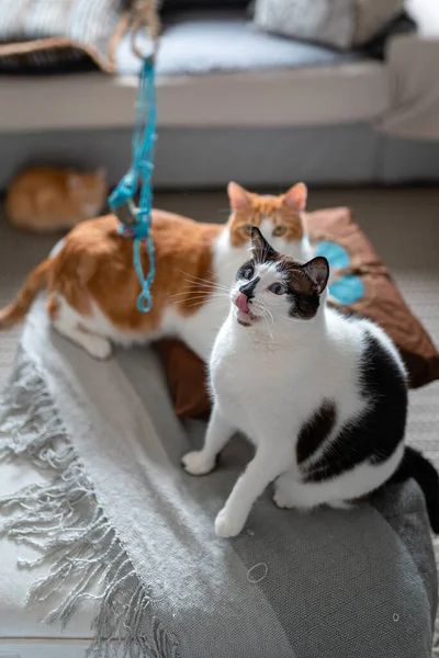 Dos Gatos Domésticos Sentados Sofá Miran Hacia Arriba — Foto de Stock