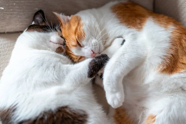 Aus Nächster Nähe Zwei Hauskatzen Schlafen Zusammen — Stockfoto