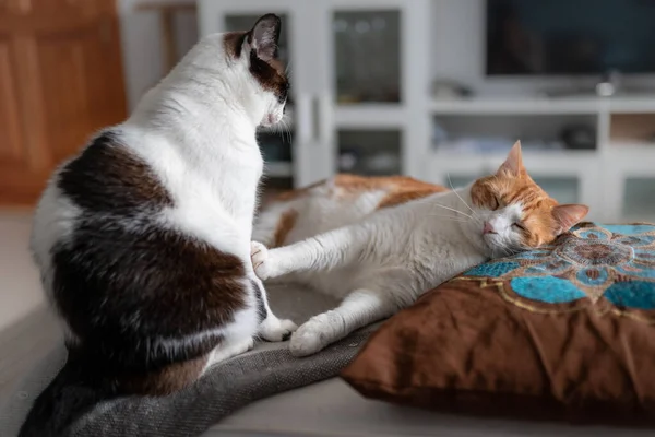 Gato Branco Marrom Dorme Travesseiro Gato Preto Branco Está Sentado — Fotografia de Stock