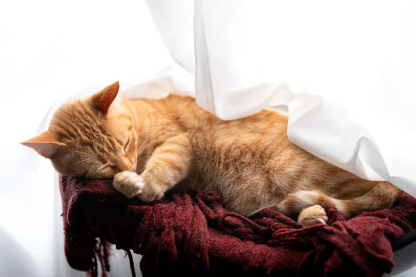 Кошка Тэбби Спит Красном Одеяле Окна — стоковое фото