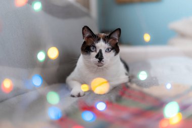  Renkli ışıklar arasında uzanmış mavi gözlü siyah beyaz kedi kameraya bakar.