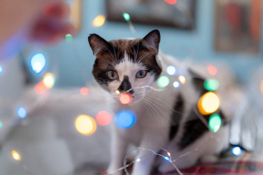  Siyah ve beyaz, mavi gözlü, renkli ışıklar arasında uzanmış, kameraya bakıyor.