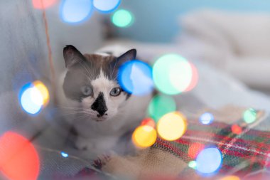 Kapatın. Mavi gözlü siyah beyaz kedi renkli ışıklara bakar.