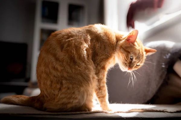 Gato Tabby Marrón Sentado Sofá Iluminado Por Luz Que Entra — Foto de Stock