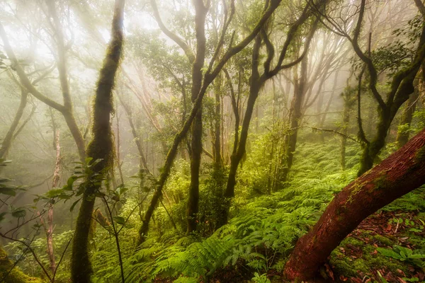 Naturlandskap Med Solljus Mellan Träden Pijaralreservatet Anagas Landsbygdspark Teneriffa Kanarieöarna — Stockfoto