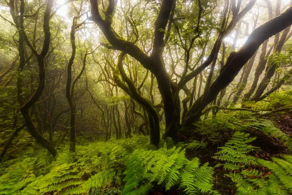 Paisaje Natural Con Luz Solar Entre Los Arboles Reserva Pijaral — Foto de Stock