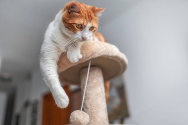 Kaşıma kulesinin tepesinde sarı gözlü beyaz ve kahverengi bir kedi, topla oynuyor.