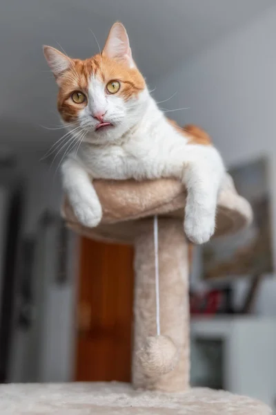 Foto Vertical Gato Blanco Marrón Con Ojos Amarillos Parte Superior —  Fotos de Stock